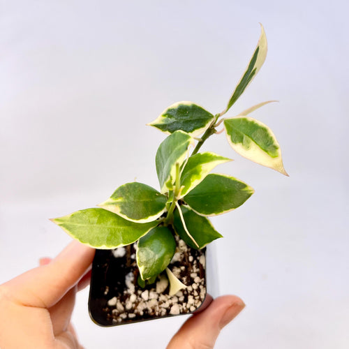 Hoya lacunosa 'Asami' Variegated (Can acclimate to house conditions)