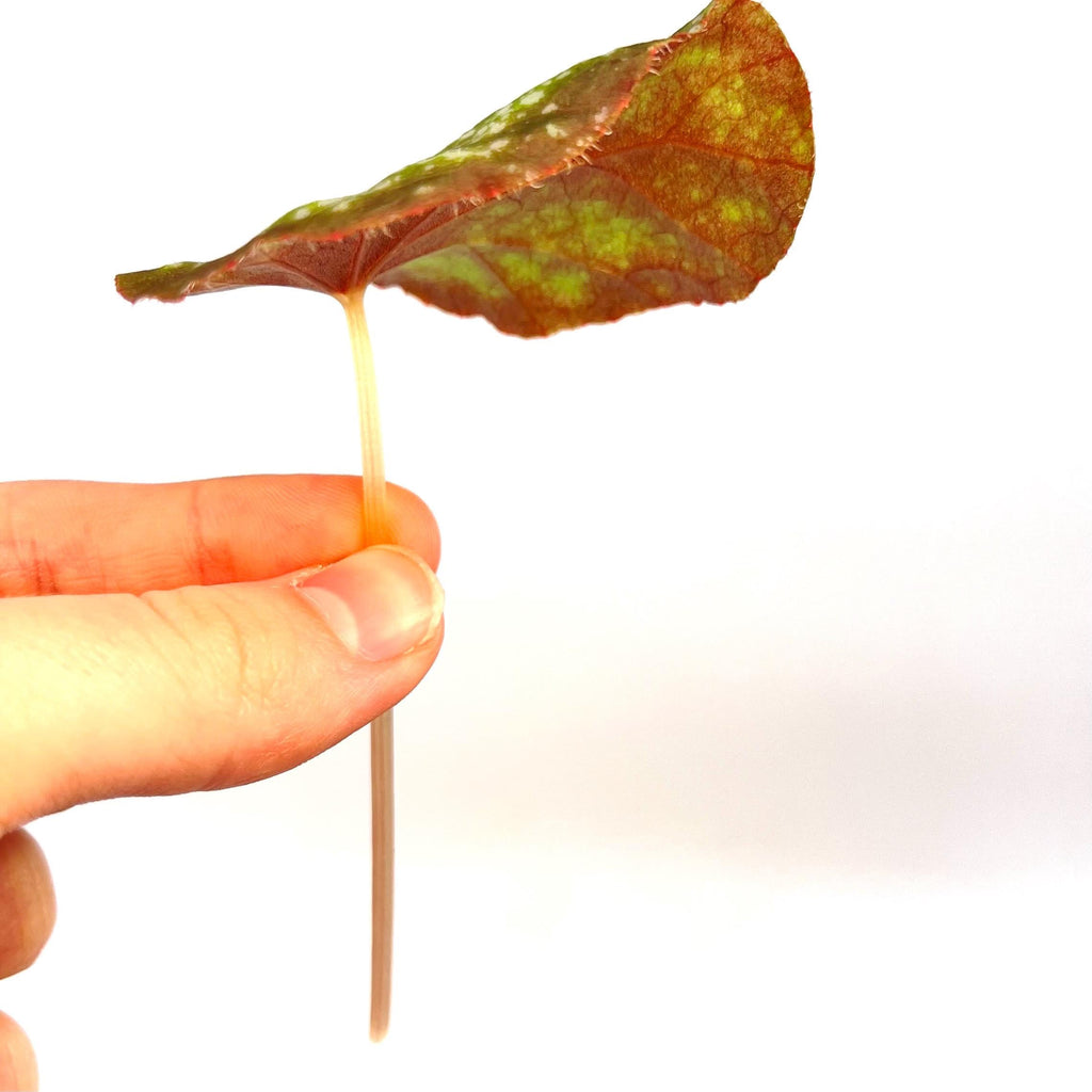LEAF CUTTING Begonia Botanicaz 51 (Can acclimate to house conditions) (Fragrant Blooms)