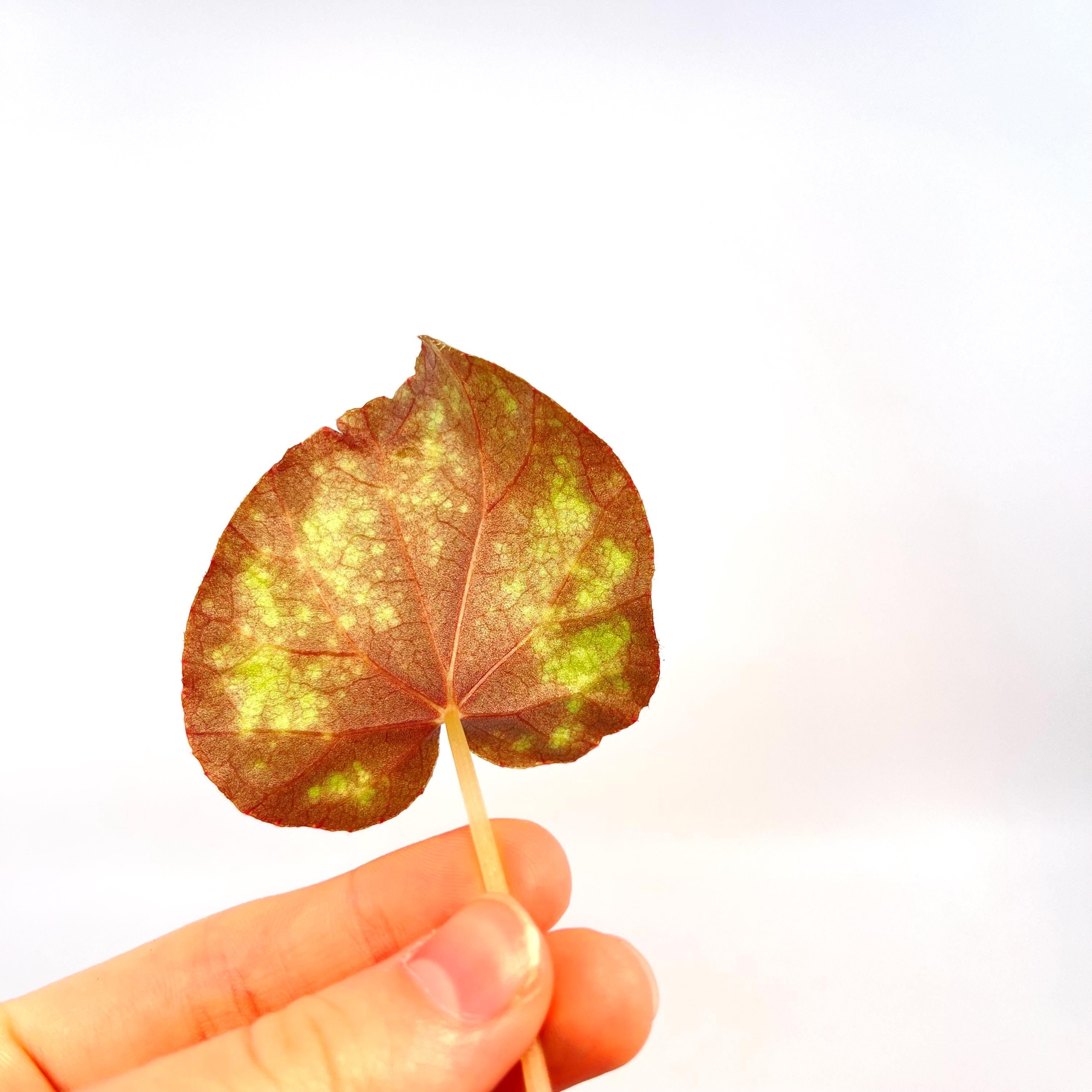 LEAF CUTTING Begonia Botanicaz 51 (Can acclimate to house conditions) (Fragrant Blooms)