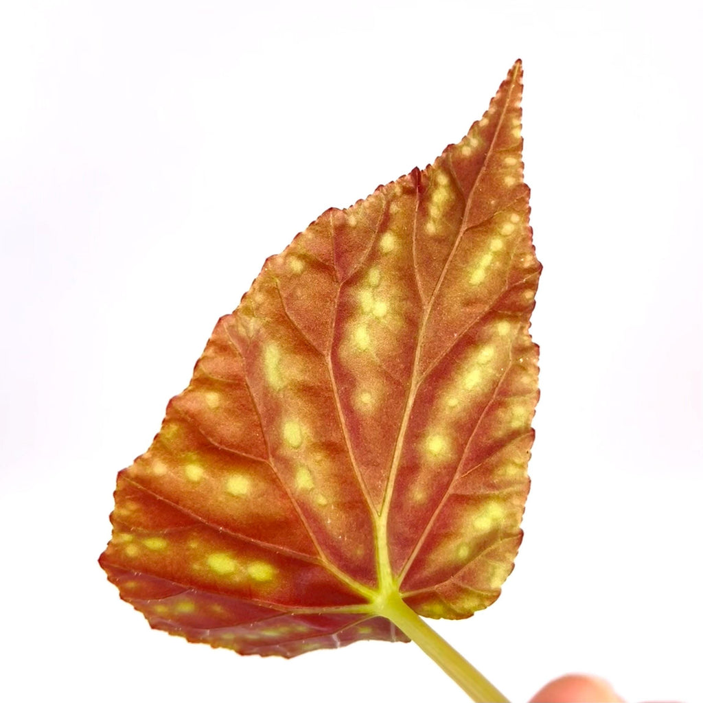 LEAF CUTTING Begonia Botanicaz 90 V.1 (Can acclimate to house conditions)