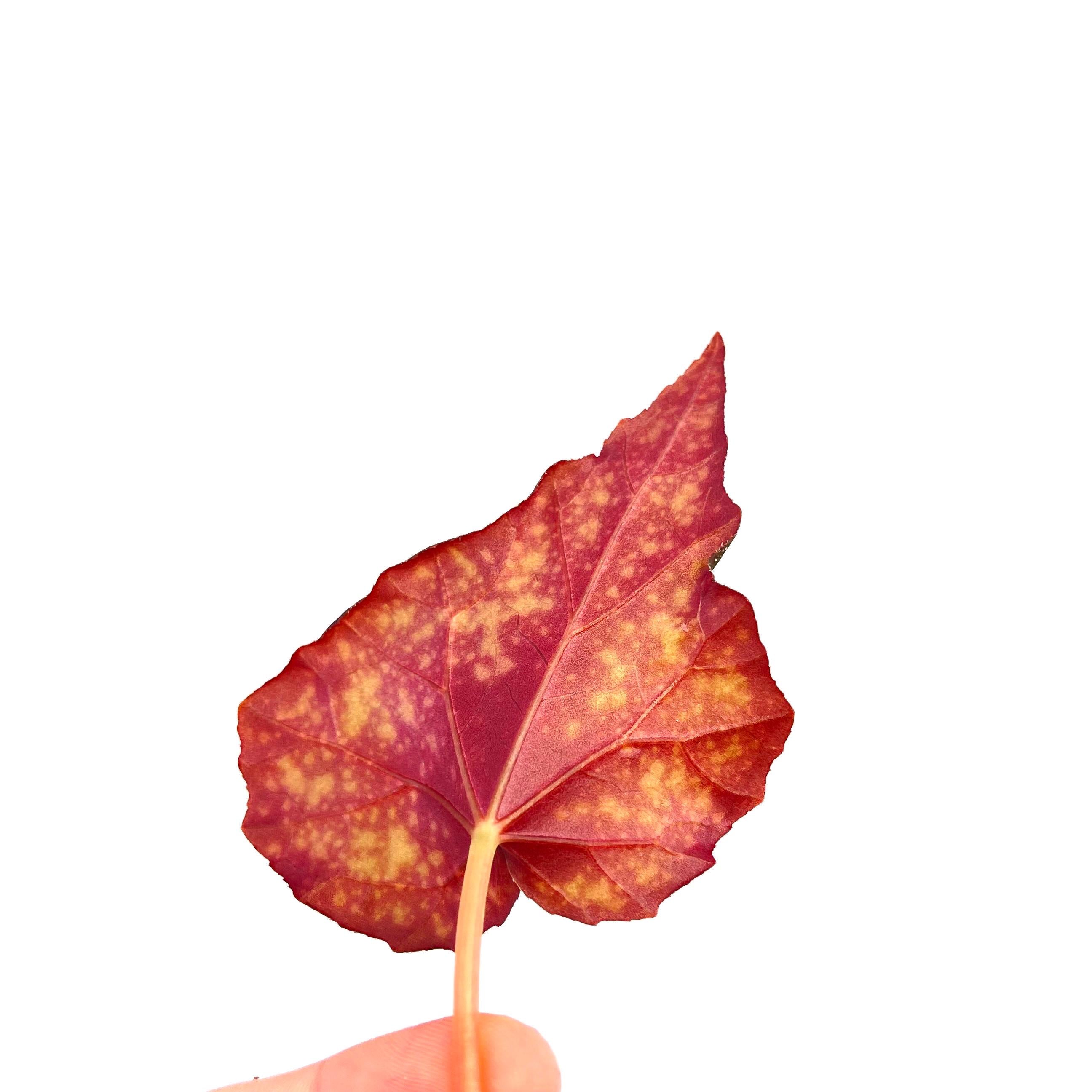 LEAF CUTTING Begonia ‘Moona’ (Can acclimate to house conditions) Fragrant Blooms