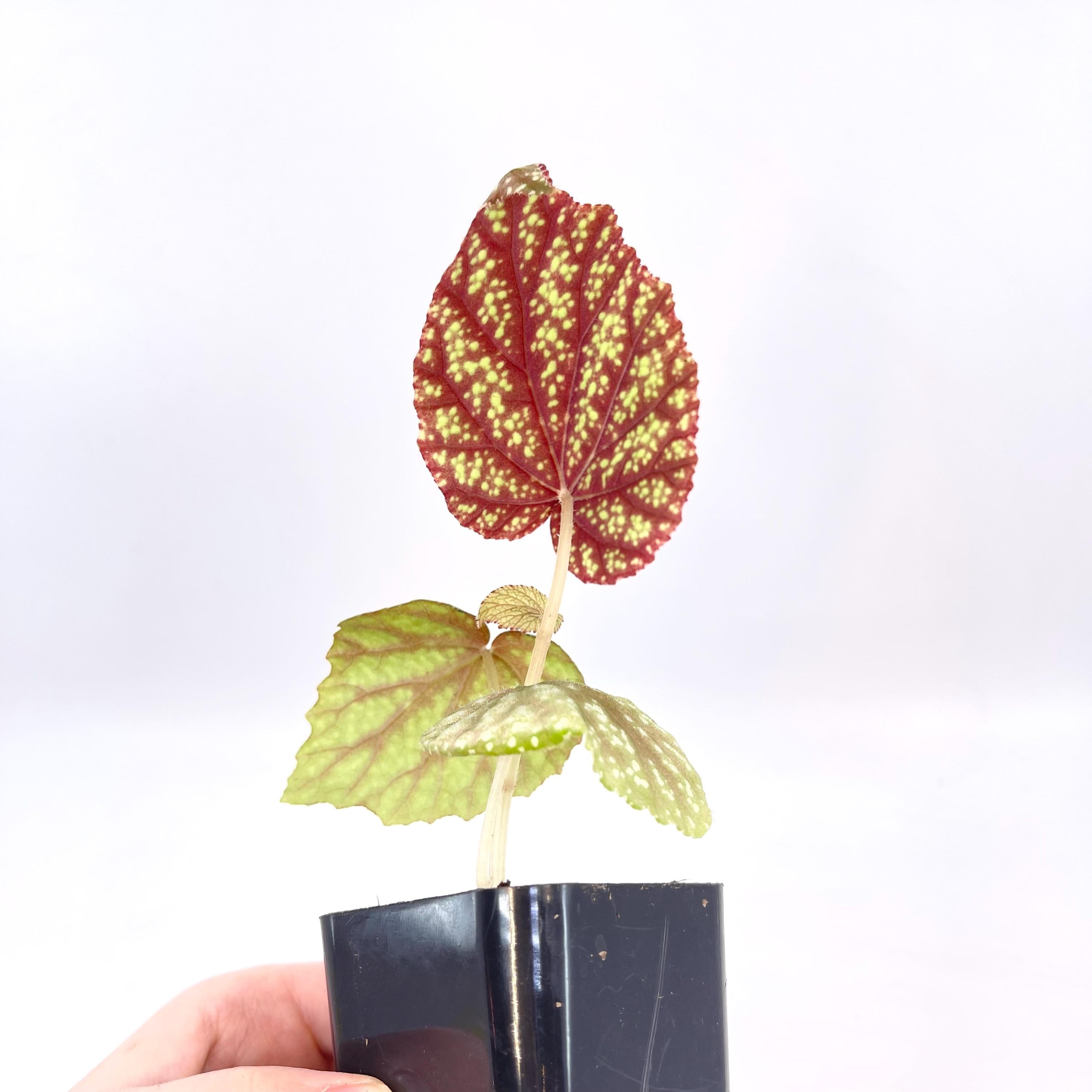 READY SOON Begonia Botanicaz 135
