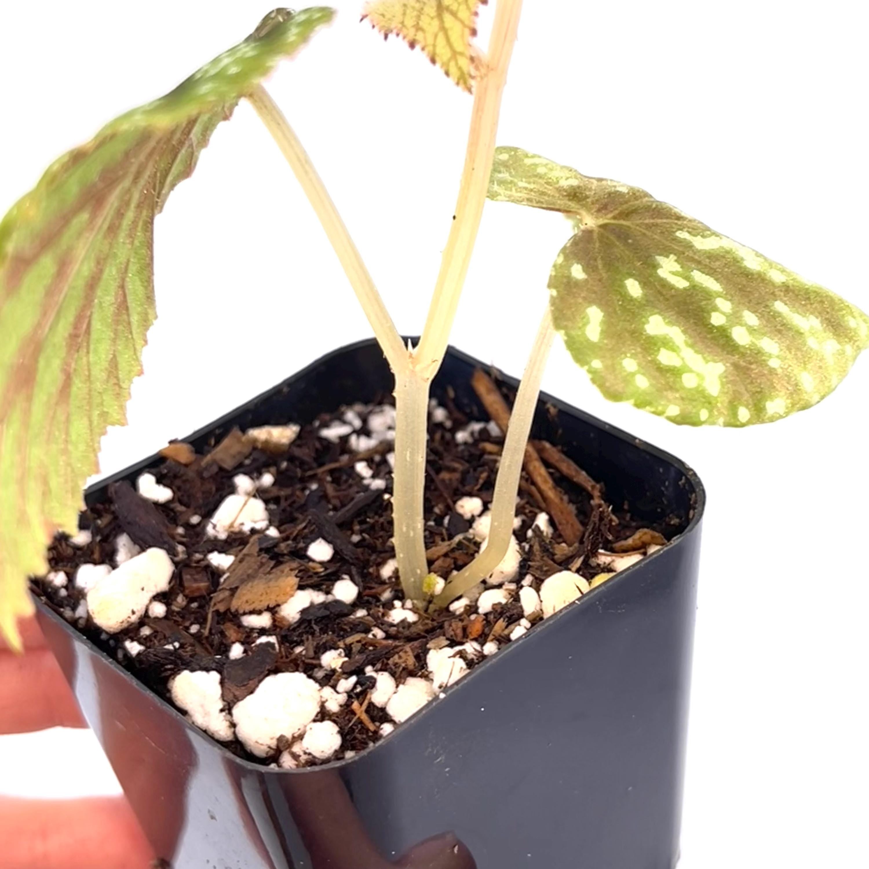 READY SOON Begonia Botanicaz 135