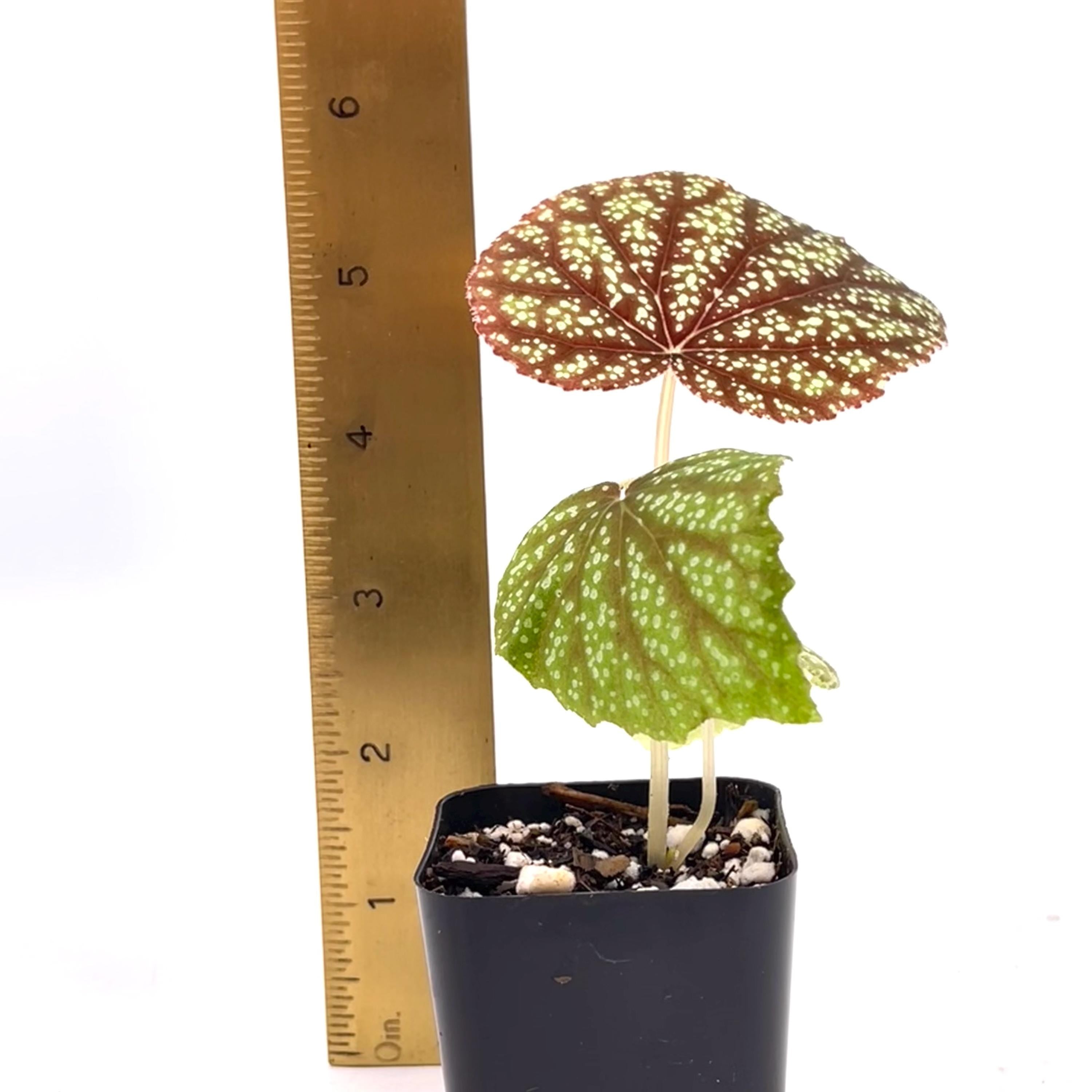 Begonia Botanicaz 135