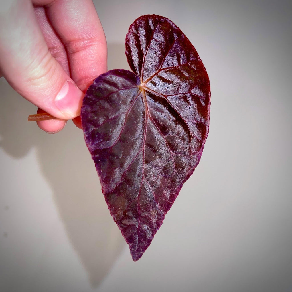 LEAF CUTTING Begonia Botanicaz 96 V.7 (Can acclimate to house conditions)