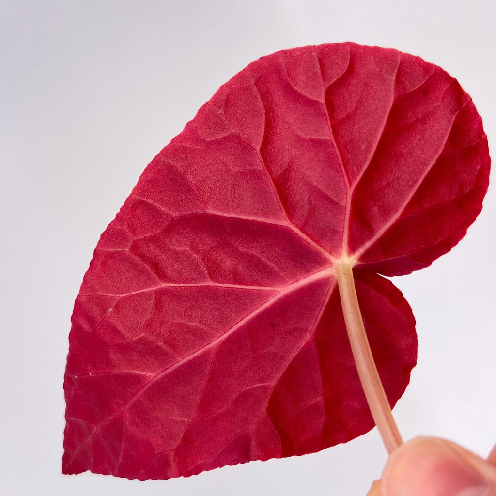 LEAF CUTTING Begonia Botanicaz 96 V.7 (Can acclimate to house conditions)