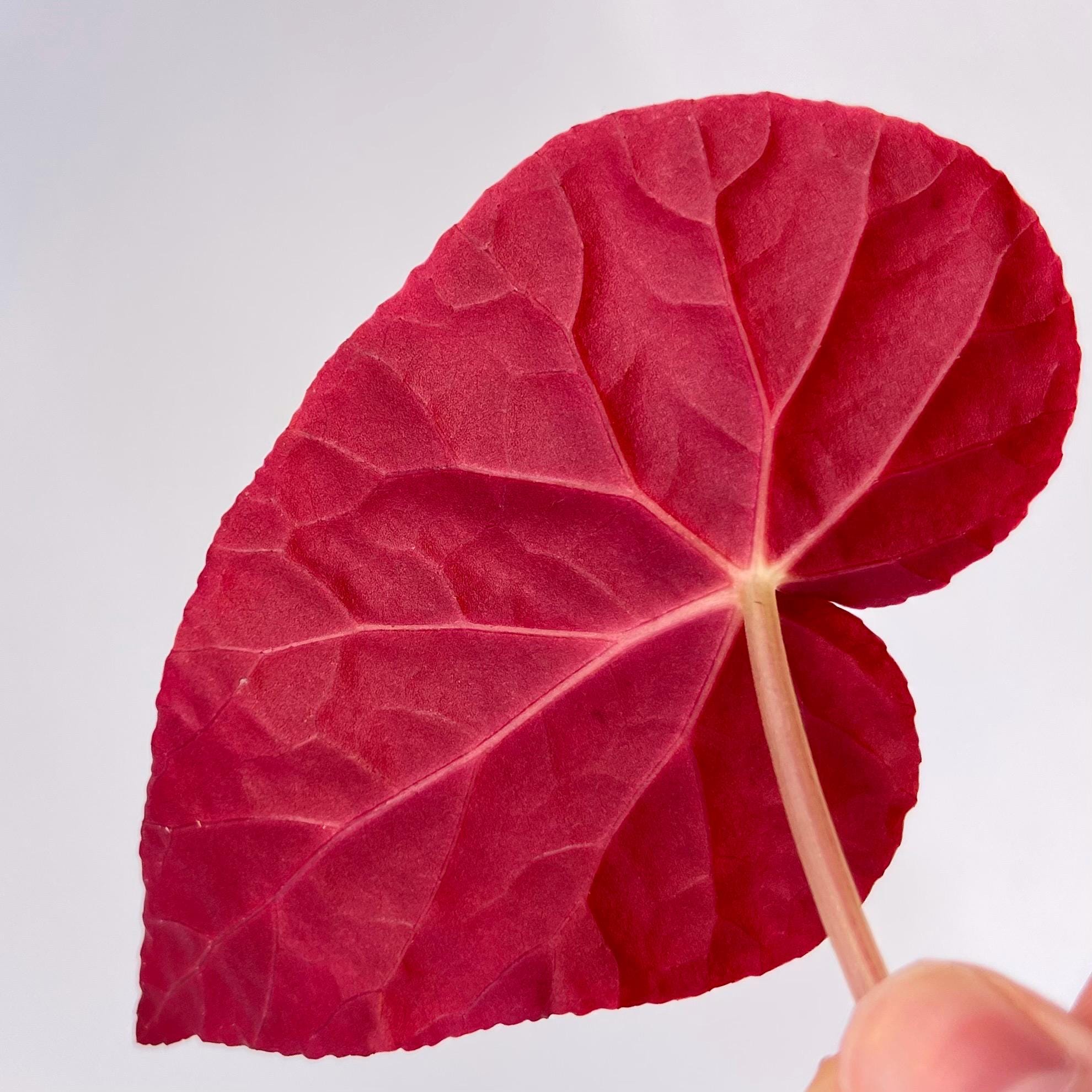 LEAF CUTTING Begonia Botanicaz 96 V.7 (Can acclimate to house conditions)