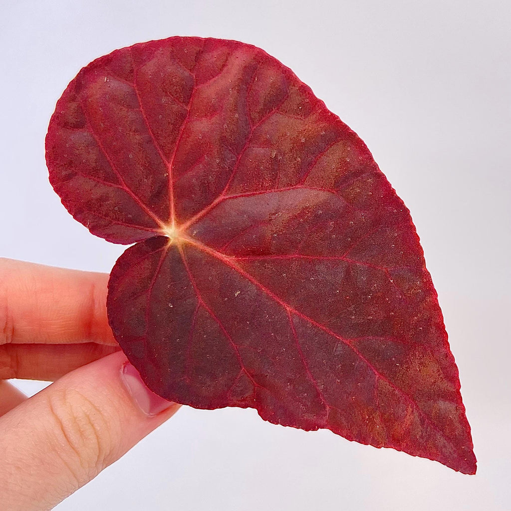 LEAF CUTTING Begonia Botanicaz 96 V.7 (Can acclimate to house conditions)