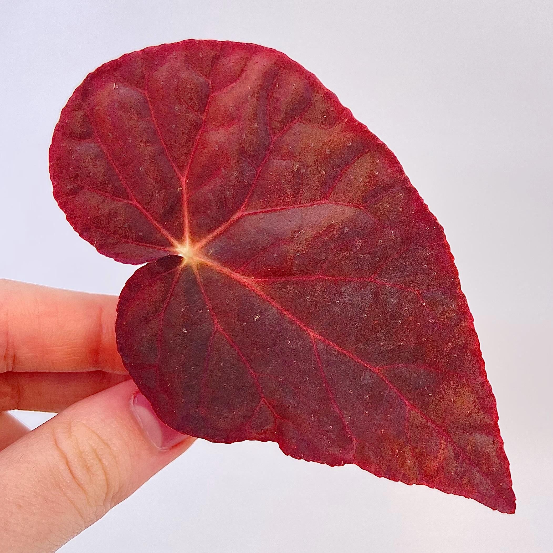LEAF CUTTING Begonia Botanicaz 96 V.7 (Can acclimate to house conditions)