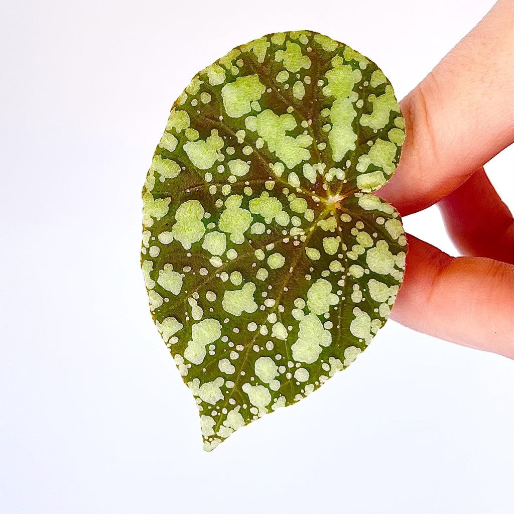 LEAF CUTTING Begonia Botanicaz 36 ‘Moonlight’ (Can acclimate to house conditions)