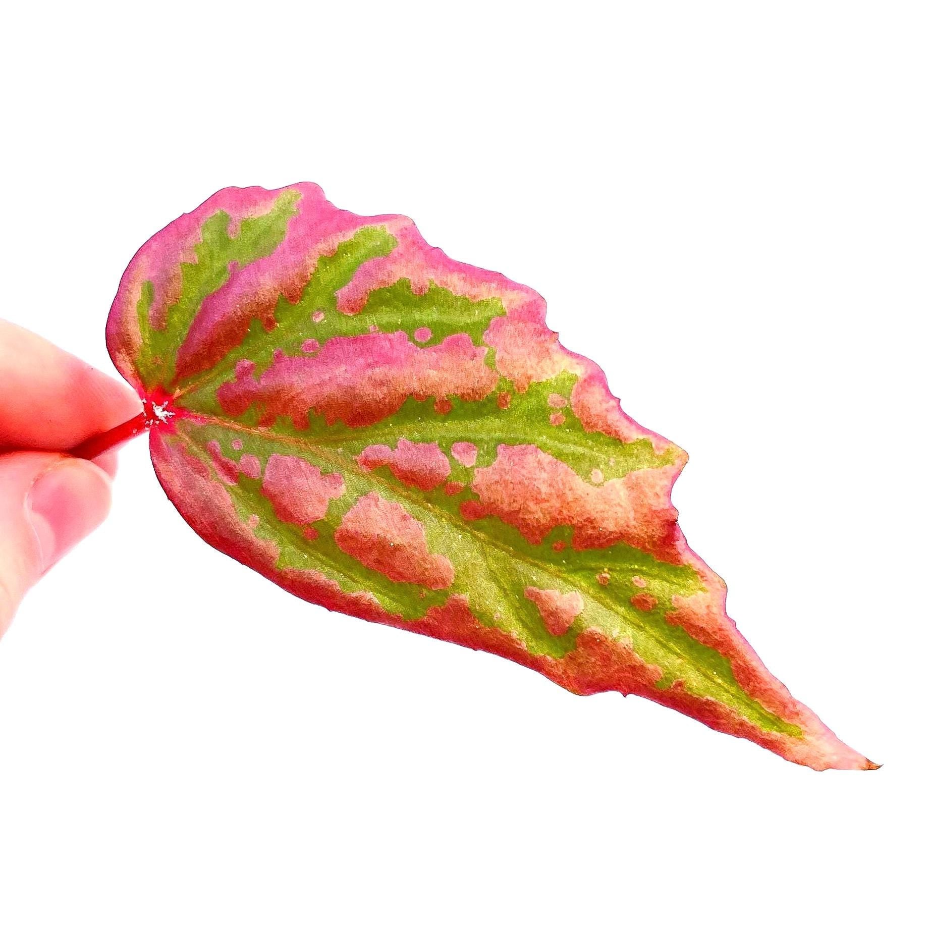 LEAF CUTTING Begonia Botanicaz 100