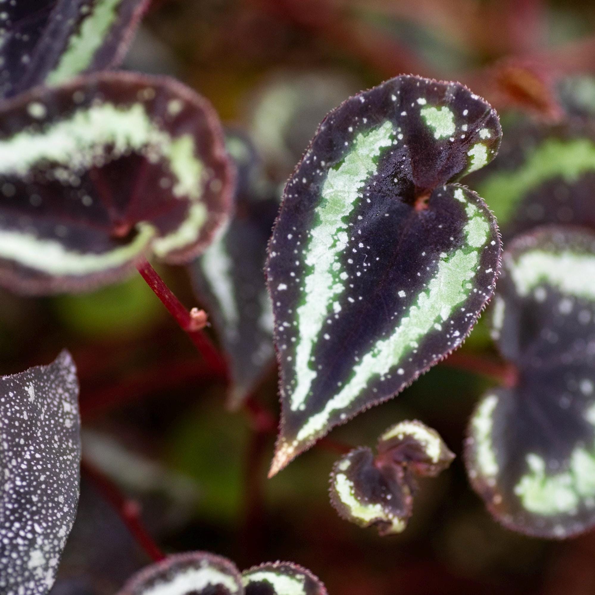 Begonia sp. curtisii ‘Milky Way’
