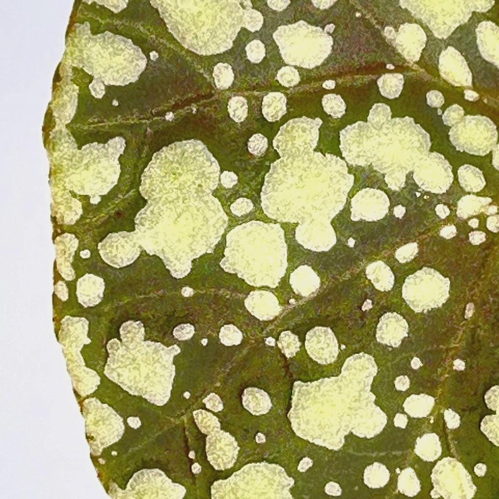 LEAF CUTTING Begonia Botanicaz 36 ‘Moonlight’ (Can acclimate to house conditions)