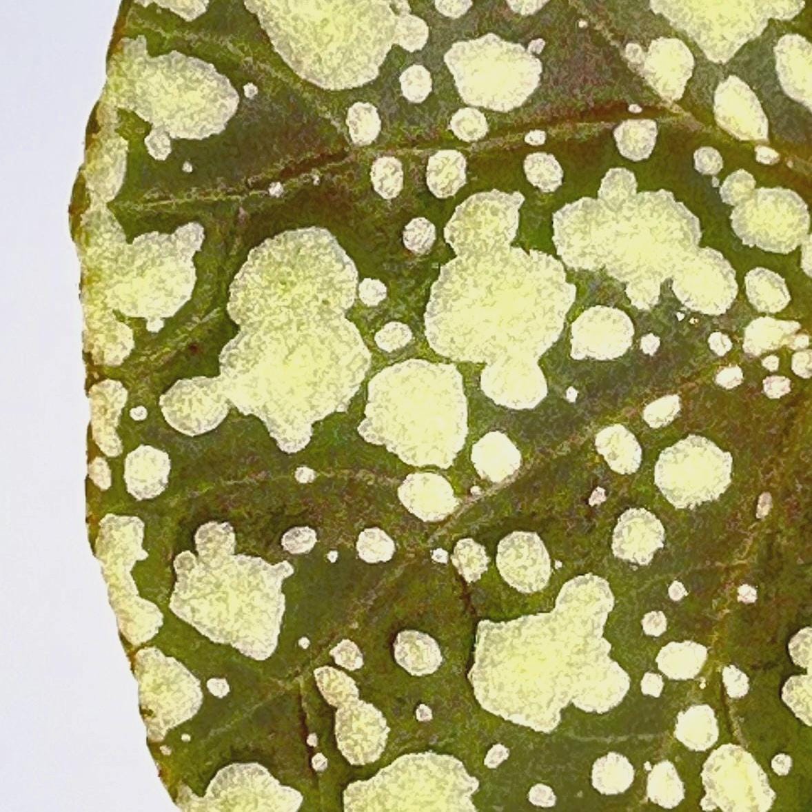 LEAF CUTTING Begonia Botanicaz 36 ‘Moonlight’ (Can acclimate to house conditions)