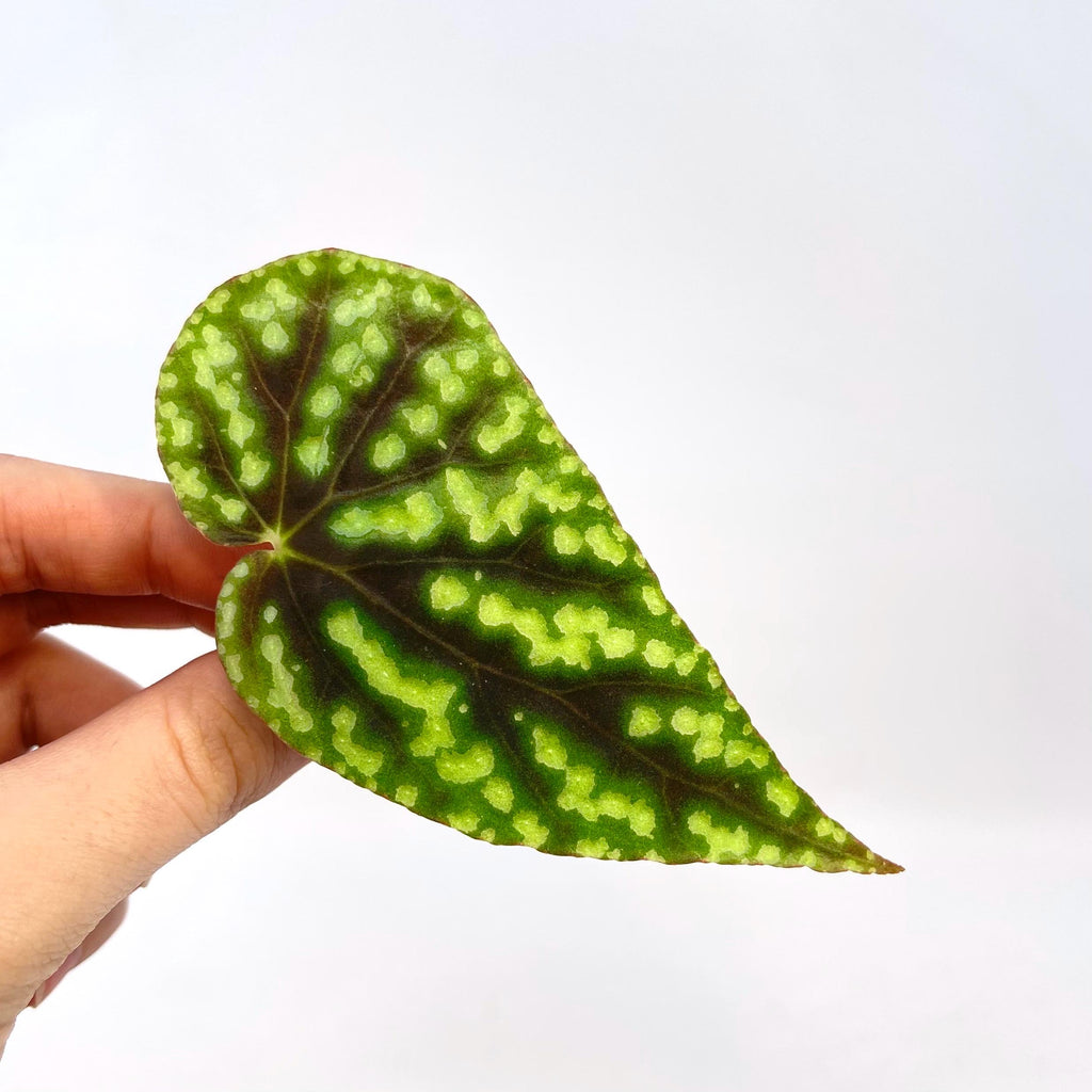 CUTTING Begonia Botanicaz 96 V.8 (Can acclimate to house conditions)