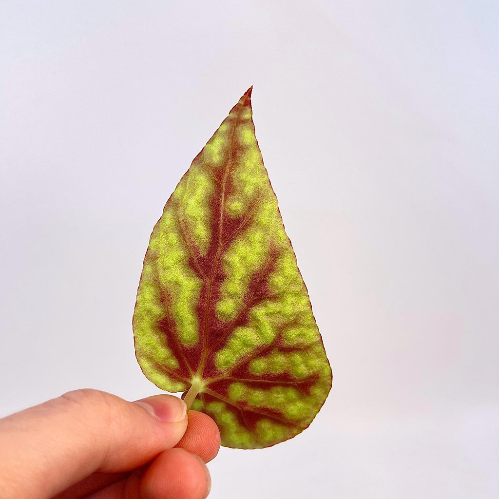 CUTTING Begonia Botanicaz 96 V.8 (Can acclimate to house conditions)