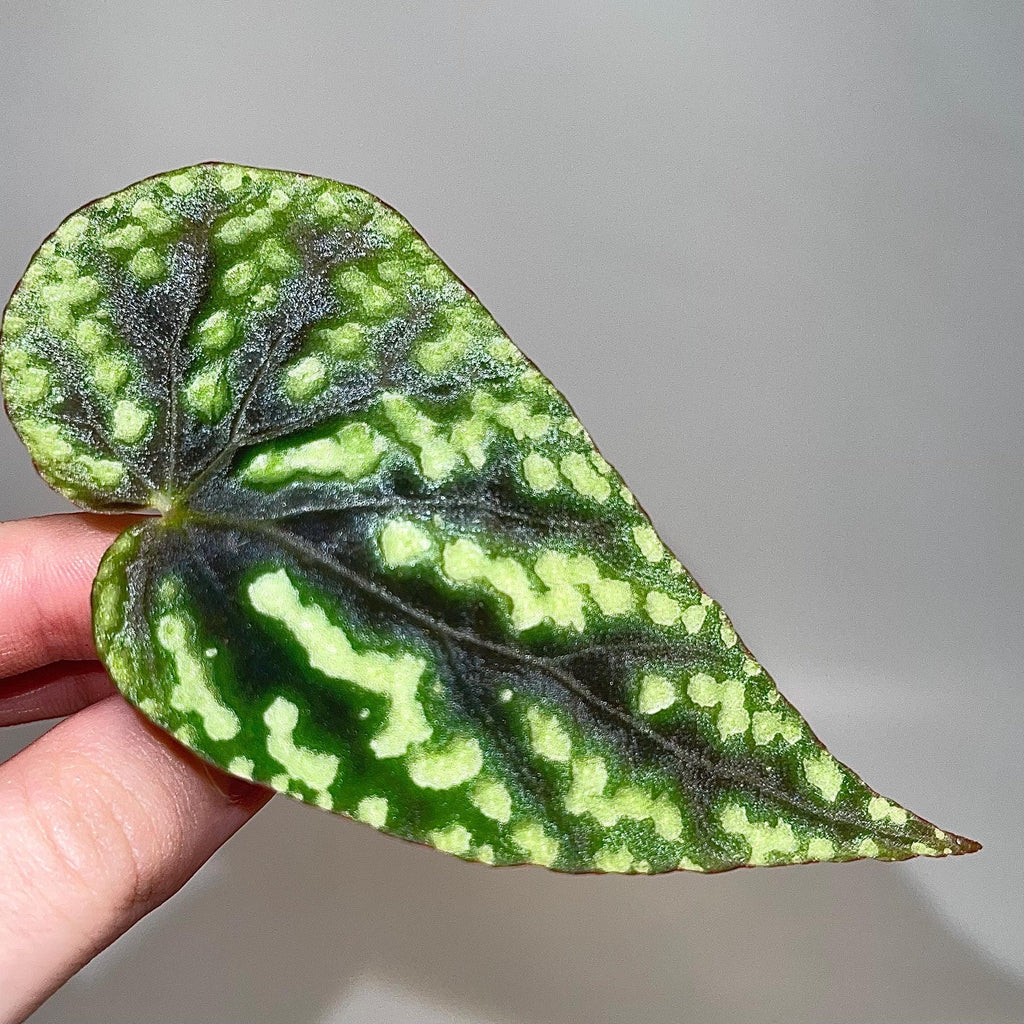 CUTTING Begonia Botanicaz 96 V.8 (Can acclimate to house conditions)
