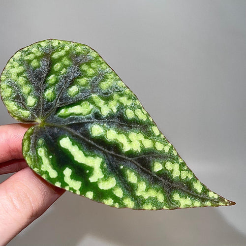 CUTTING Begonia Botanicaz 96 V.8 (Can acclimate to house conditions)