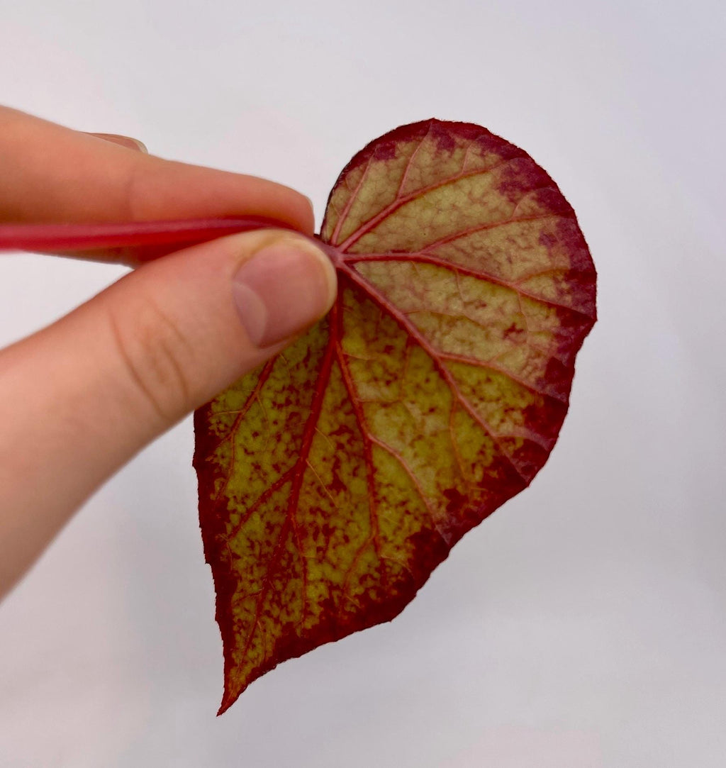 LEAF CUTTING Begonia Botanicaz 193 (Can acclimate to house conditions)