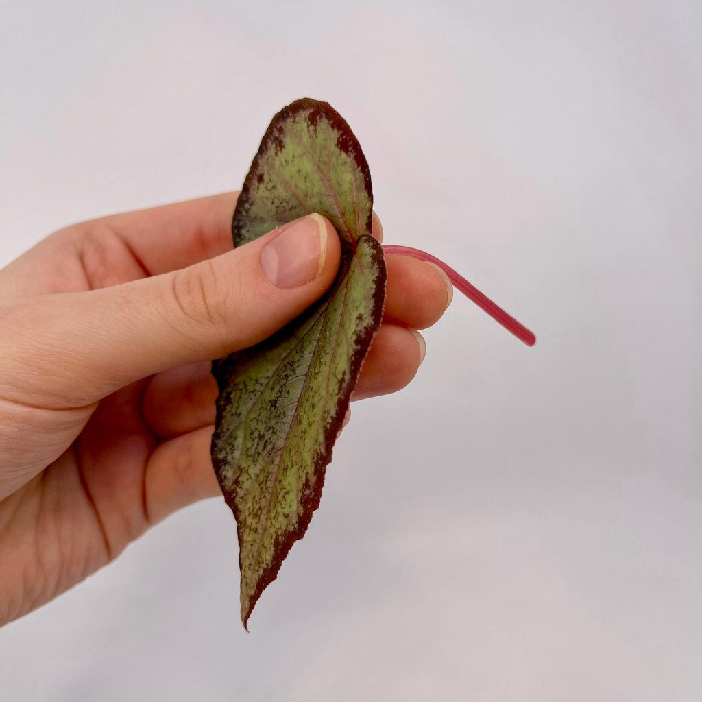 LEAF CUTTING Begonia Botanicaz 193 (Can acclimate to house conditions)