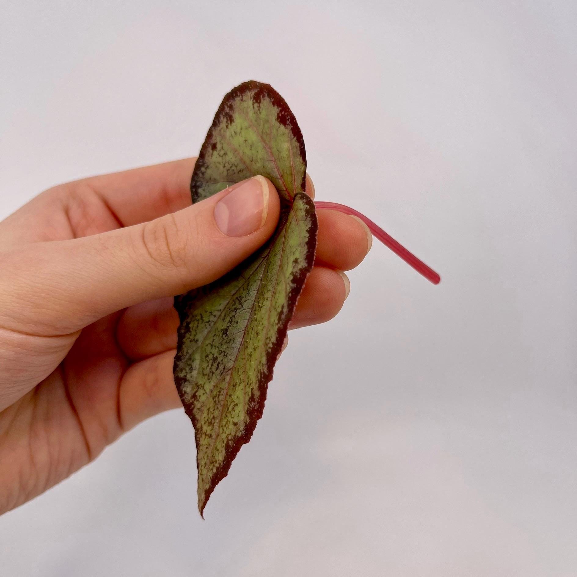 LEAF CUTTING Begonia Botanicaz 193 (Can acclimate to house conditions)