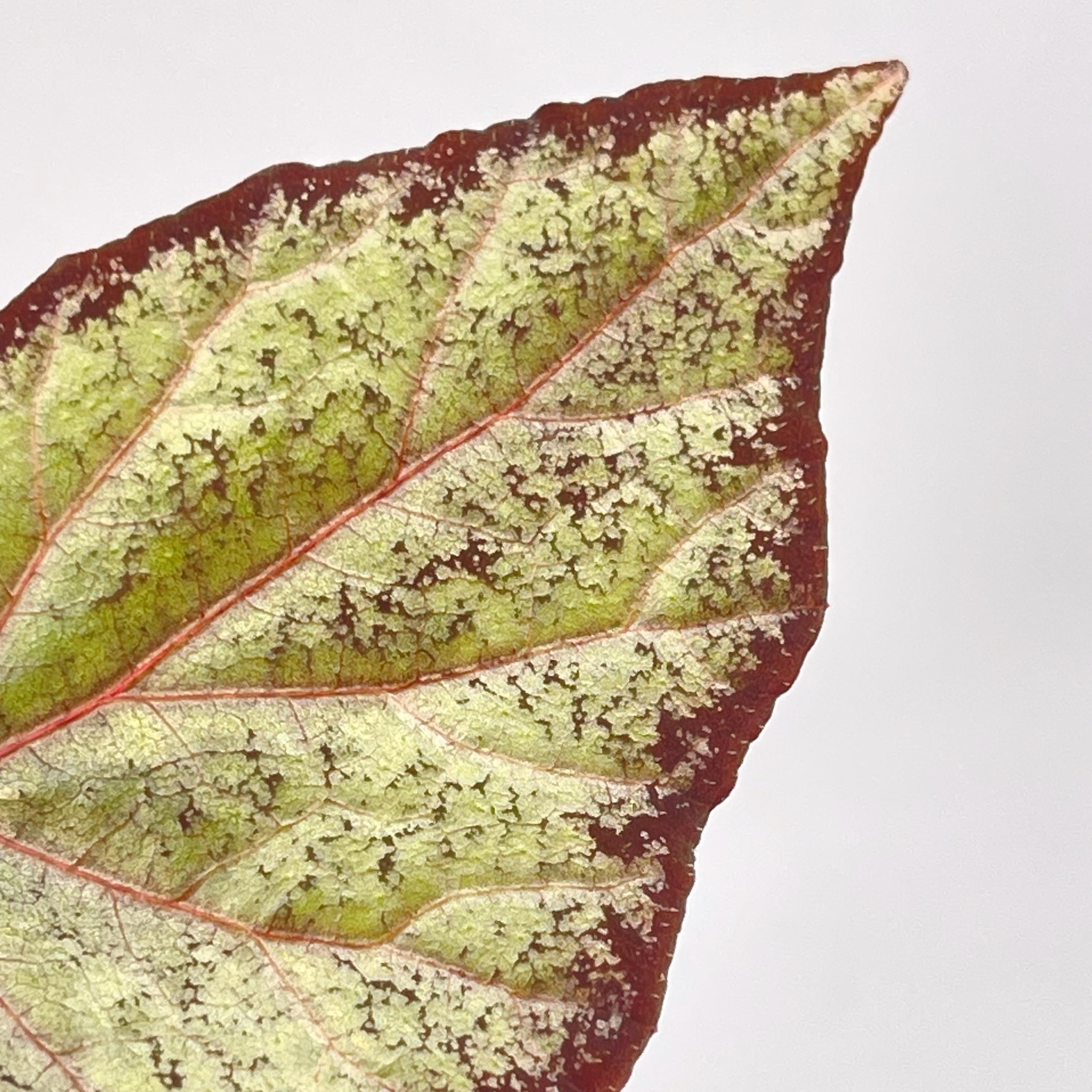 LEAF CUTTING Begonia Botanicaz 193 (Can acclimate to house conditions)