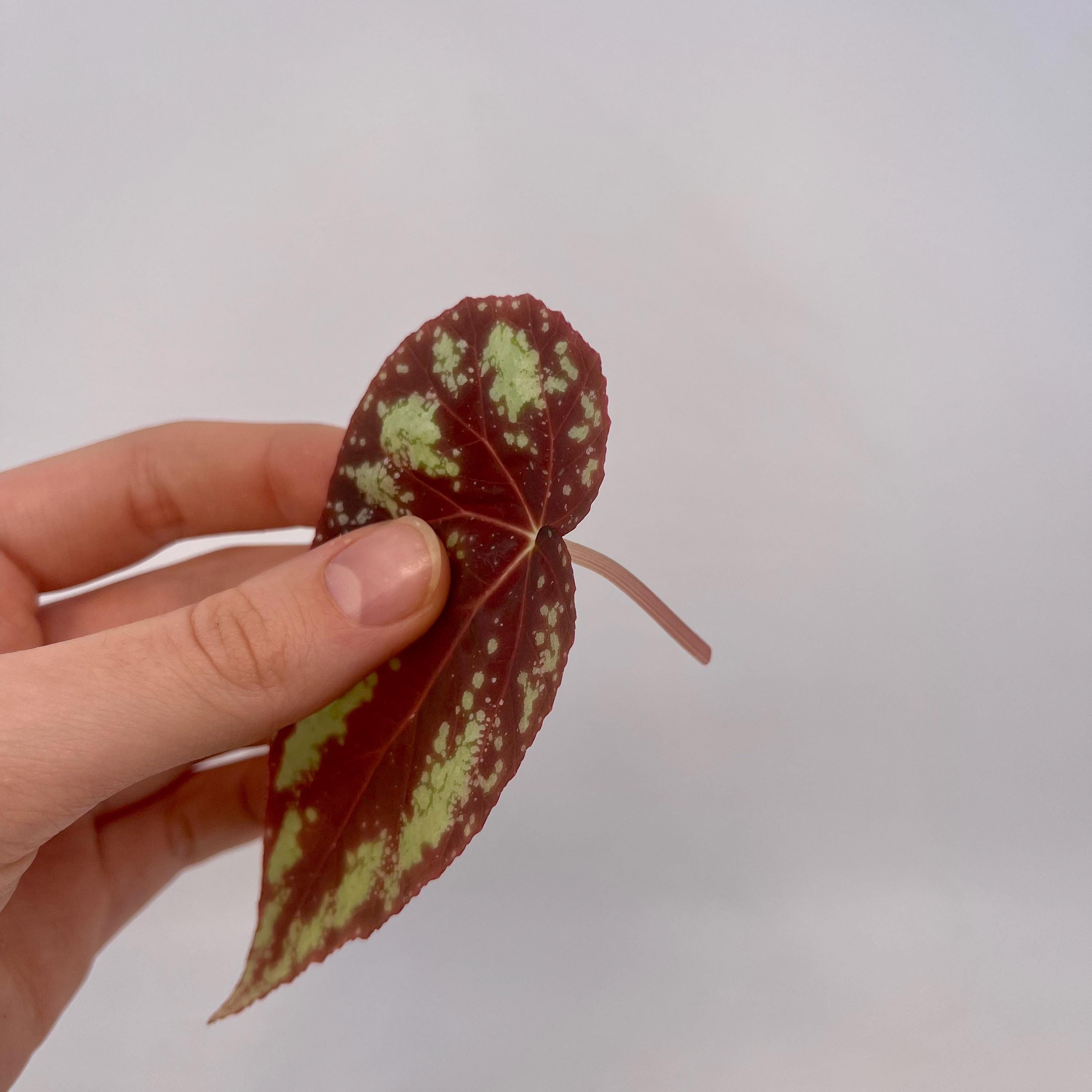 LEAF CUTTING Begonia Botanicaz 105 V.5 (Can acclimate to house conditions)