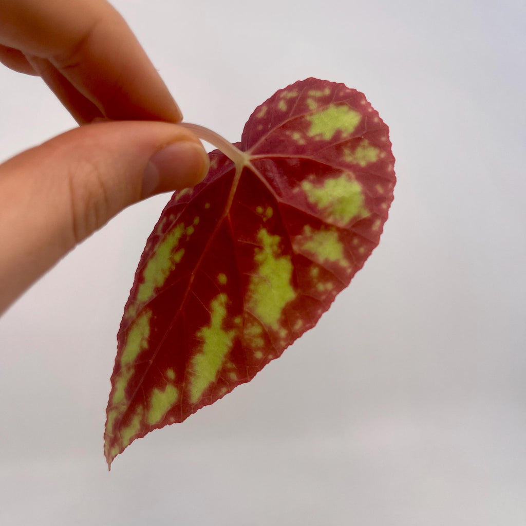 LEAF CUTTING Begonia Botanicaz 105 V.5 (Can acclimate to house conditions)