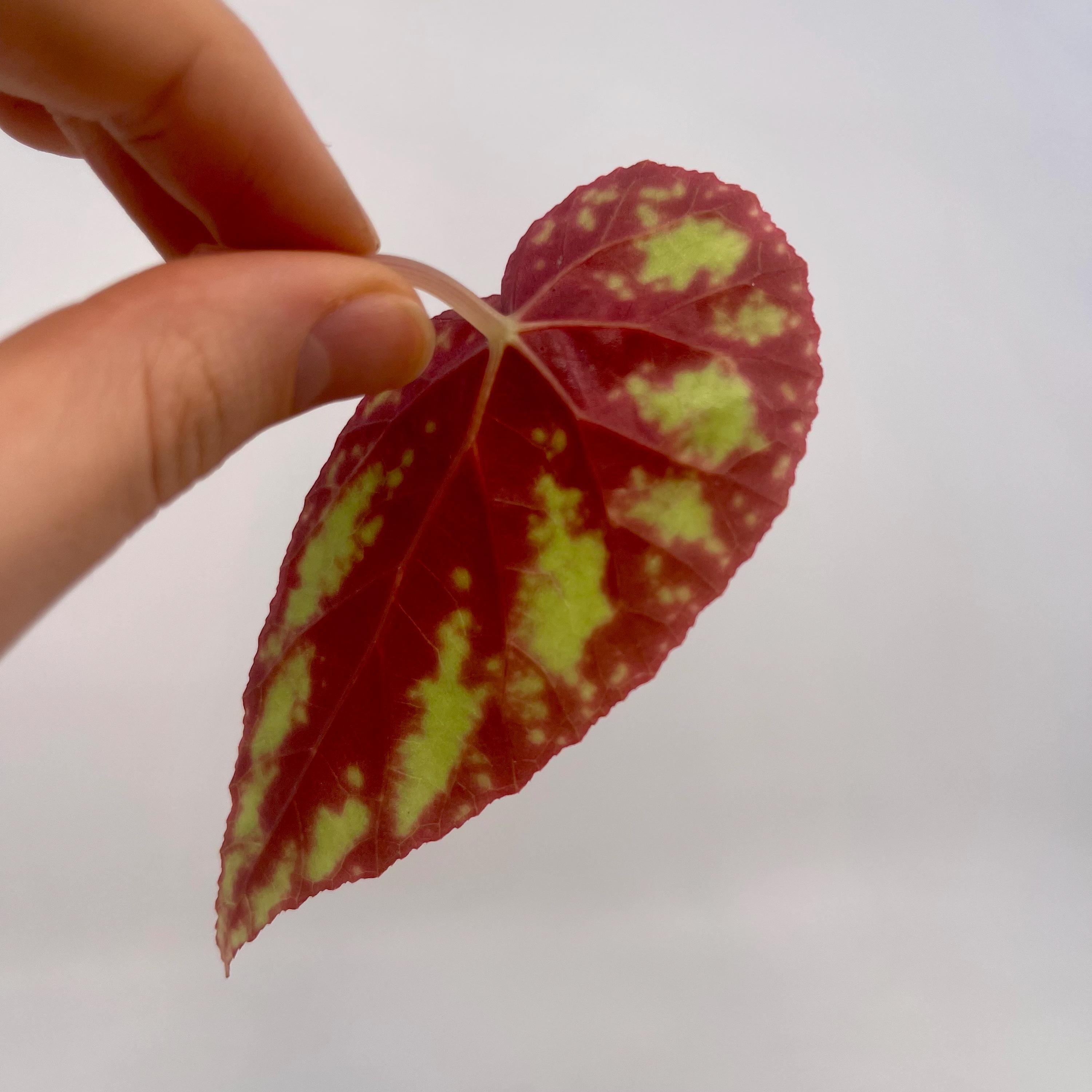 LEAF CUTTING Begonia Botanicaz 105 V.5 (Can acclimate to house conditions)