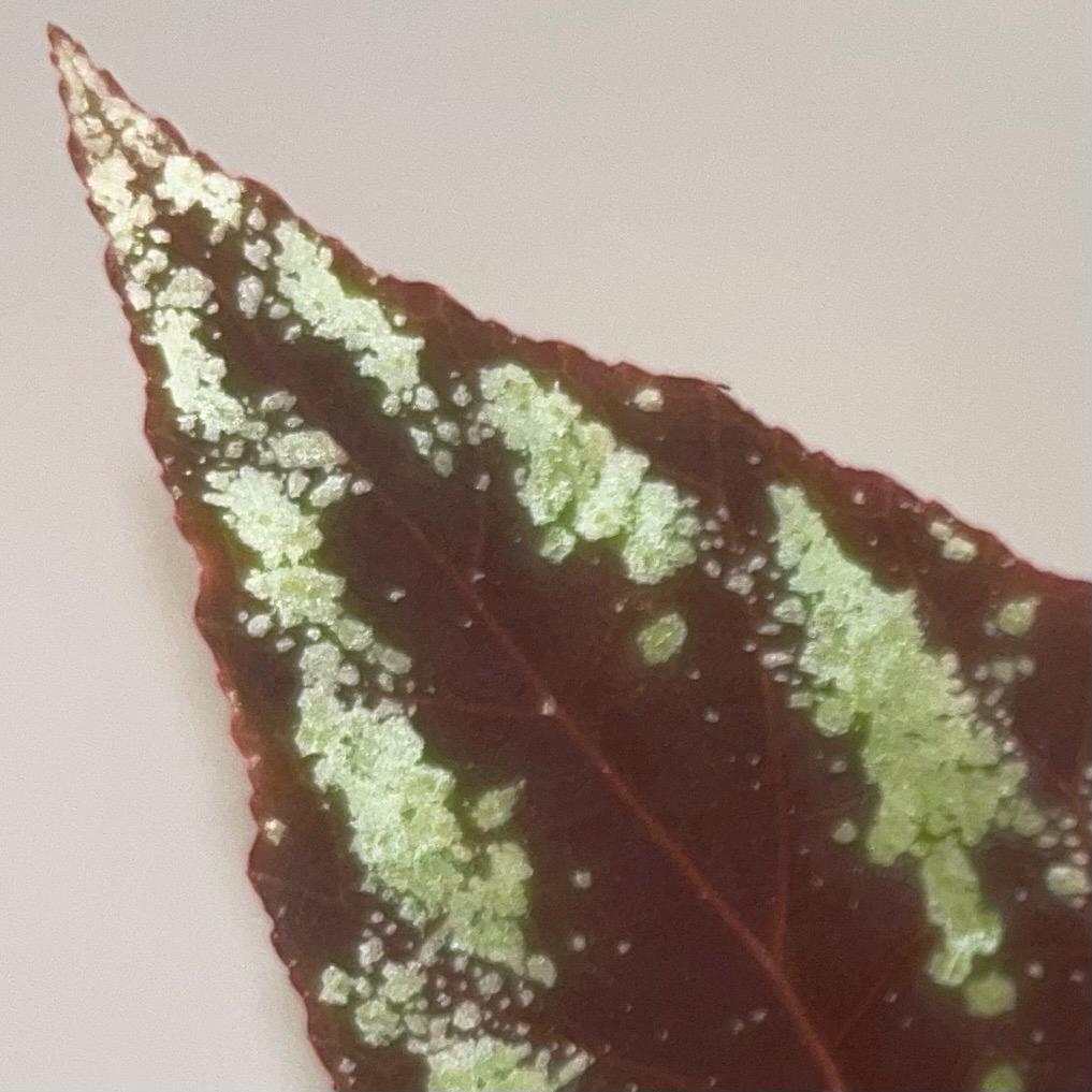LEAF CUTTING Begonia Botanicaz 105 V.5 (Can acclimate to house conditions)