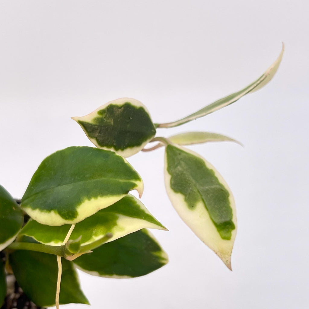 Hoya lacunosa 'Asami' Variegated (Can acclimate to house conditions)