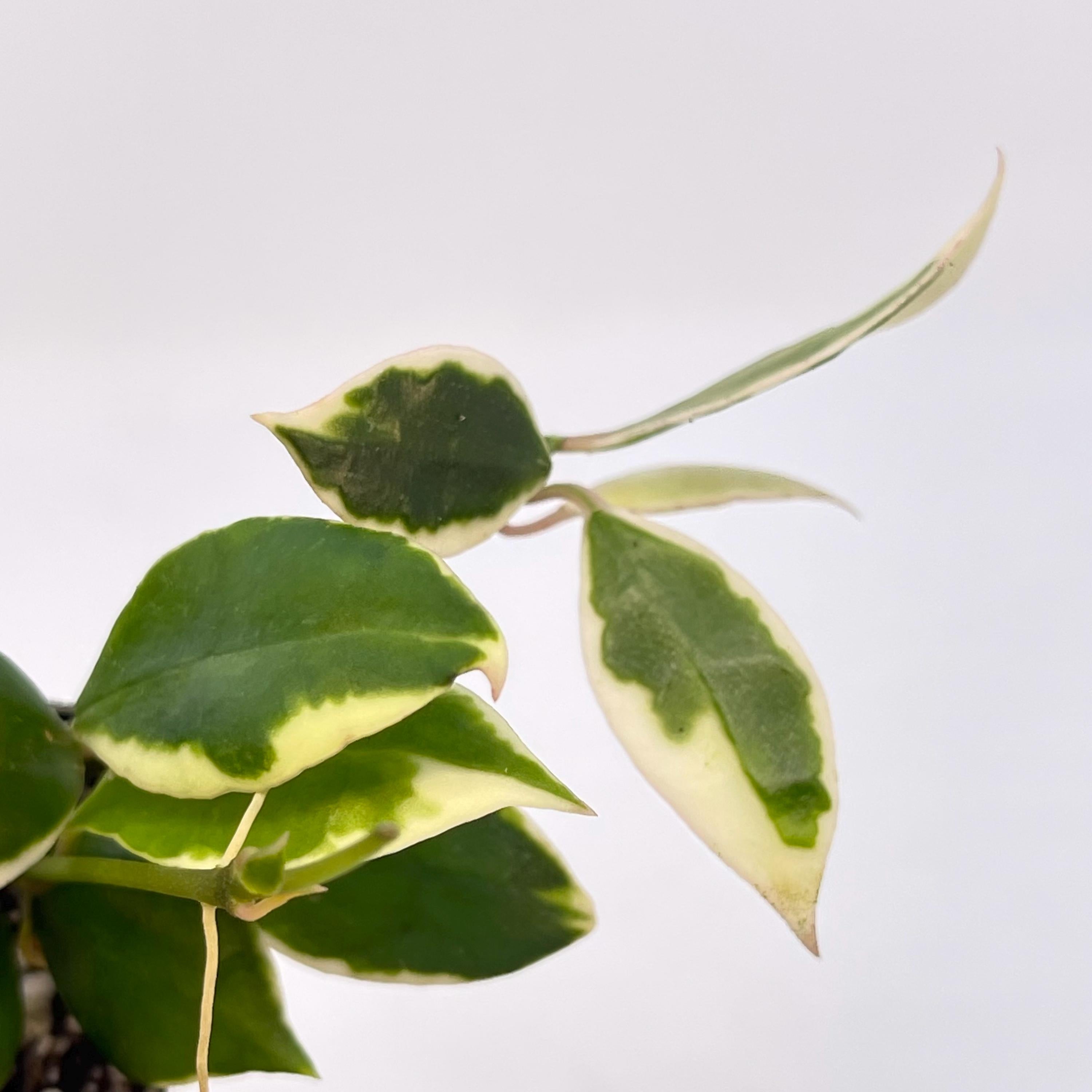 Hoya lacunosa 'Asami' Variegated (Can acclimate to house conditions)