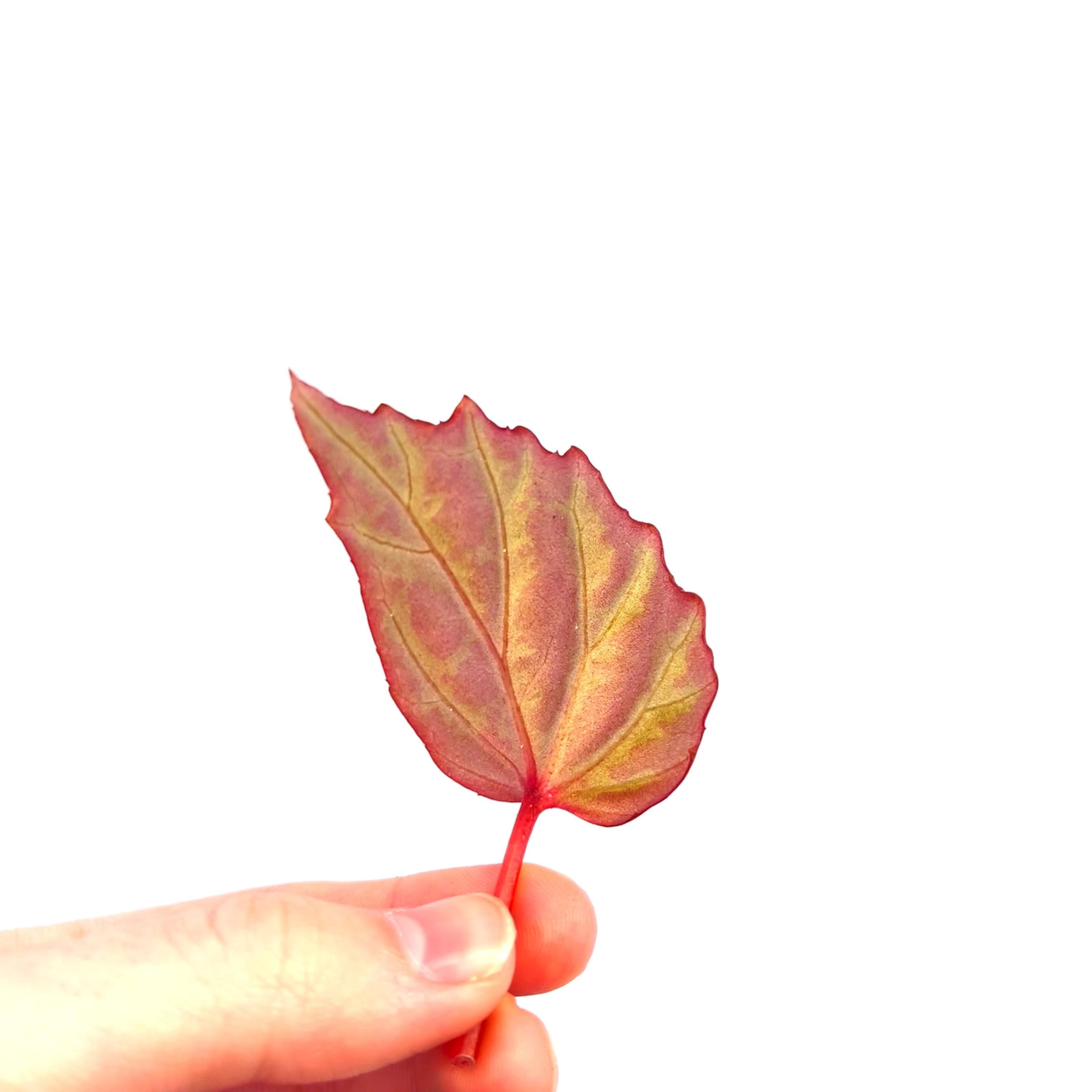 LEAF CUTTING Begonia Botanicaz 100