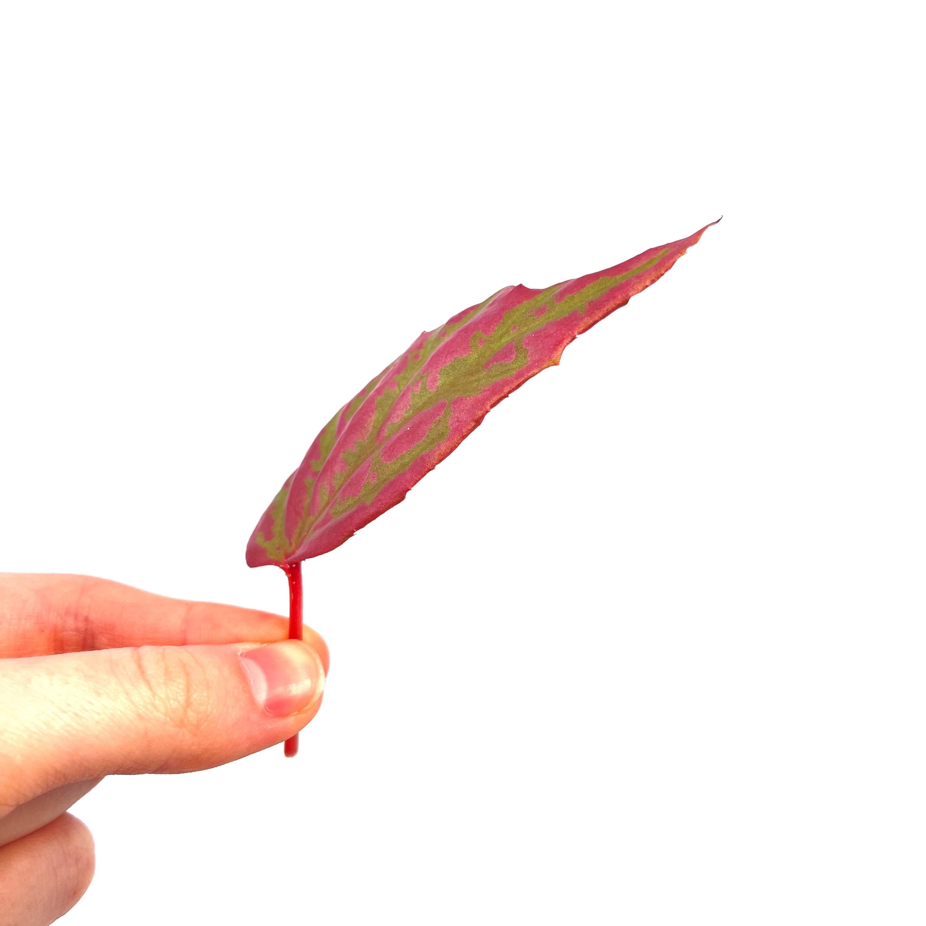 LEAF CUTTING Begonia Botanicaz 100