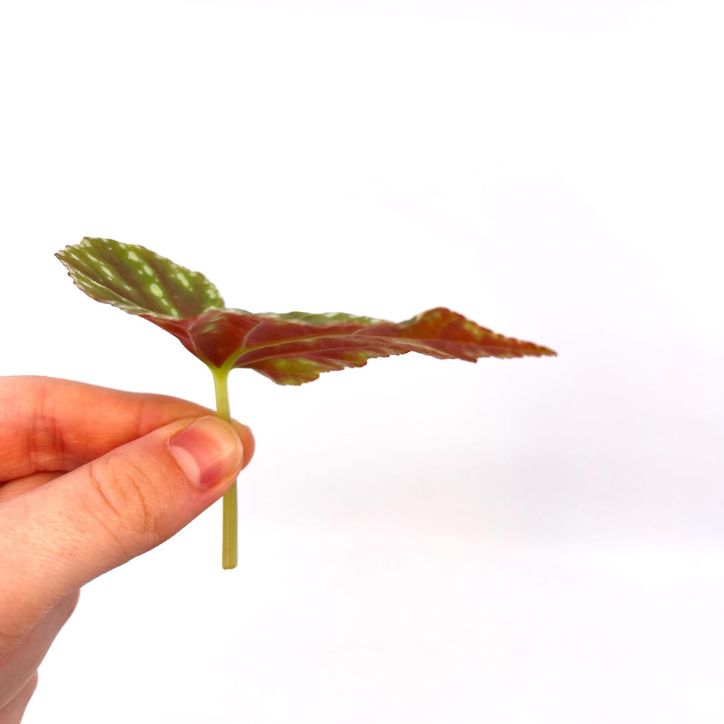 LEAF CUTTING Begonia Botanicaz 90 V.1 (Can acclimate to house conditions)