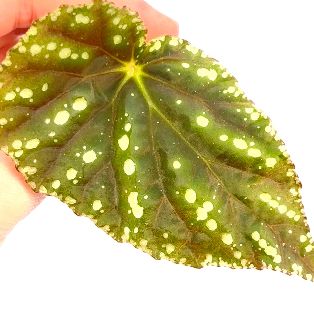 LEAF CUTTING Begonia Botanicaz 90 V.1 (Can acclimate to house conditions)