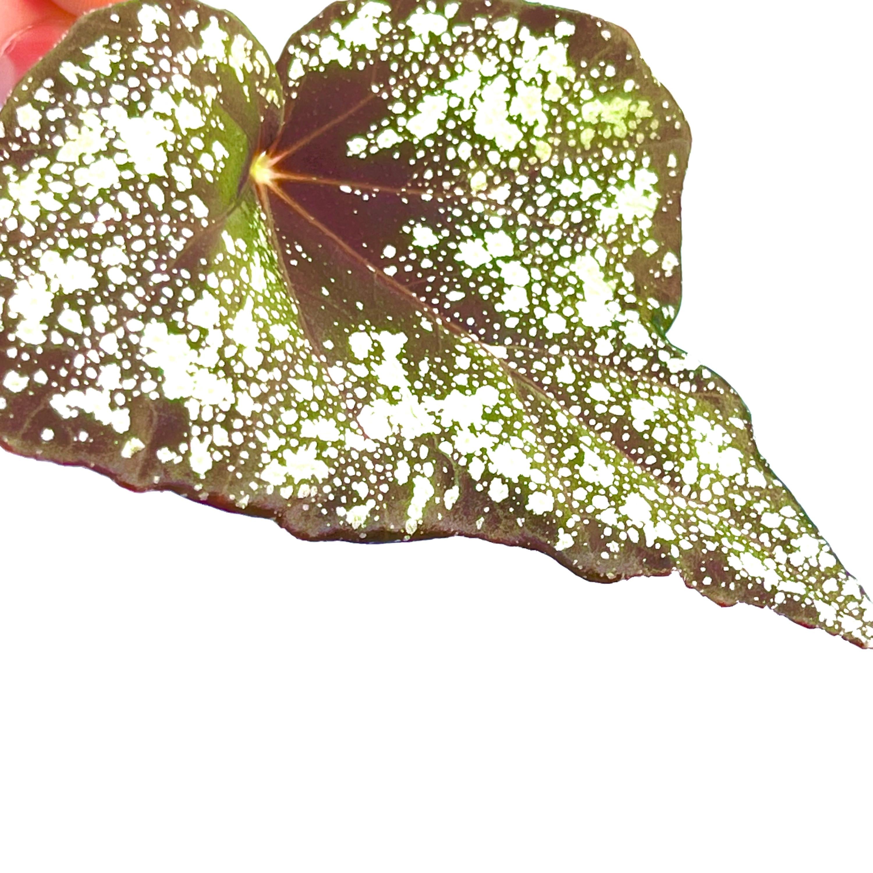 LEAF CUTTING Begonia ‘Moona’ (Can acclimate to house conditions) Fragrant Blooms