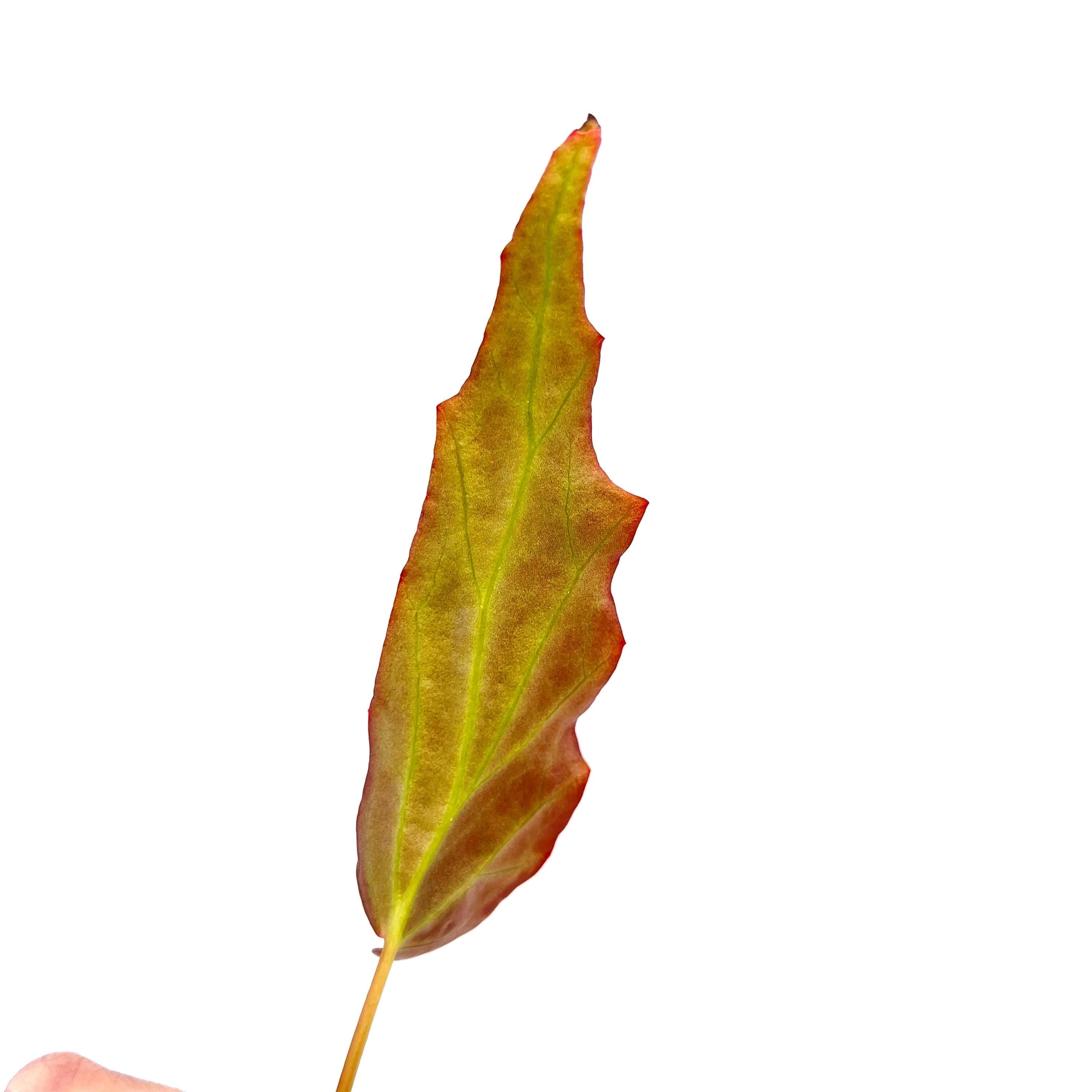 One FREE Per Item Purchased LEAF CUTTING Begonia sp. borneensis (Can acclimate to house conditions)