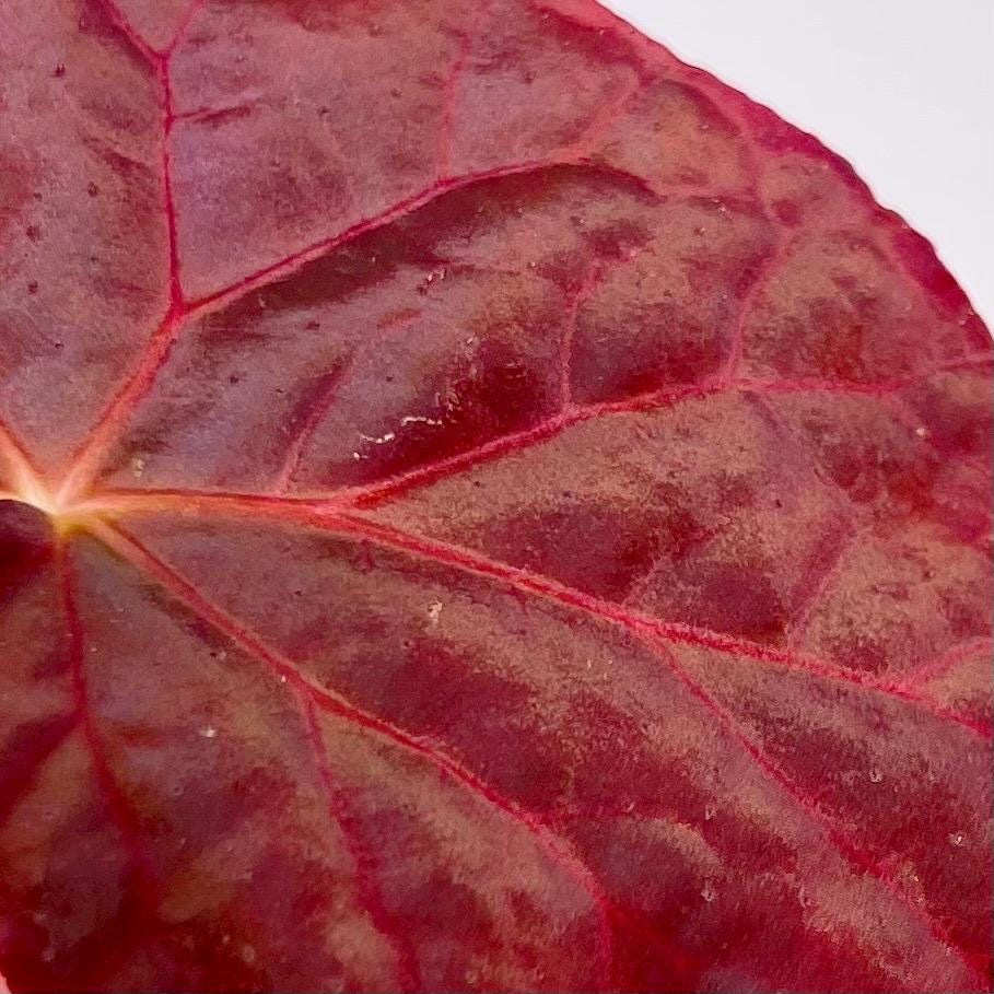 LEAF CUTTING Begonia Botanicaz 96 V.7 (Can acclimate to house conditions)