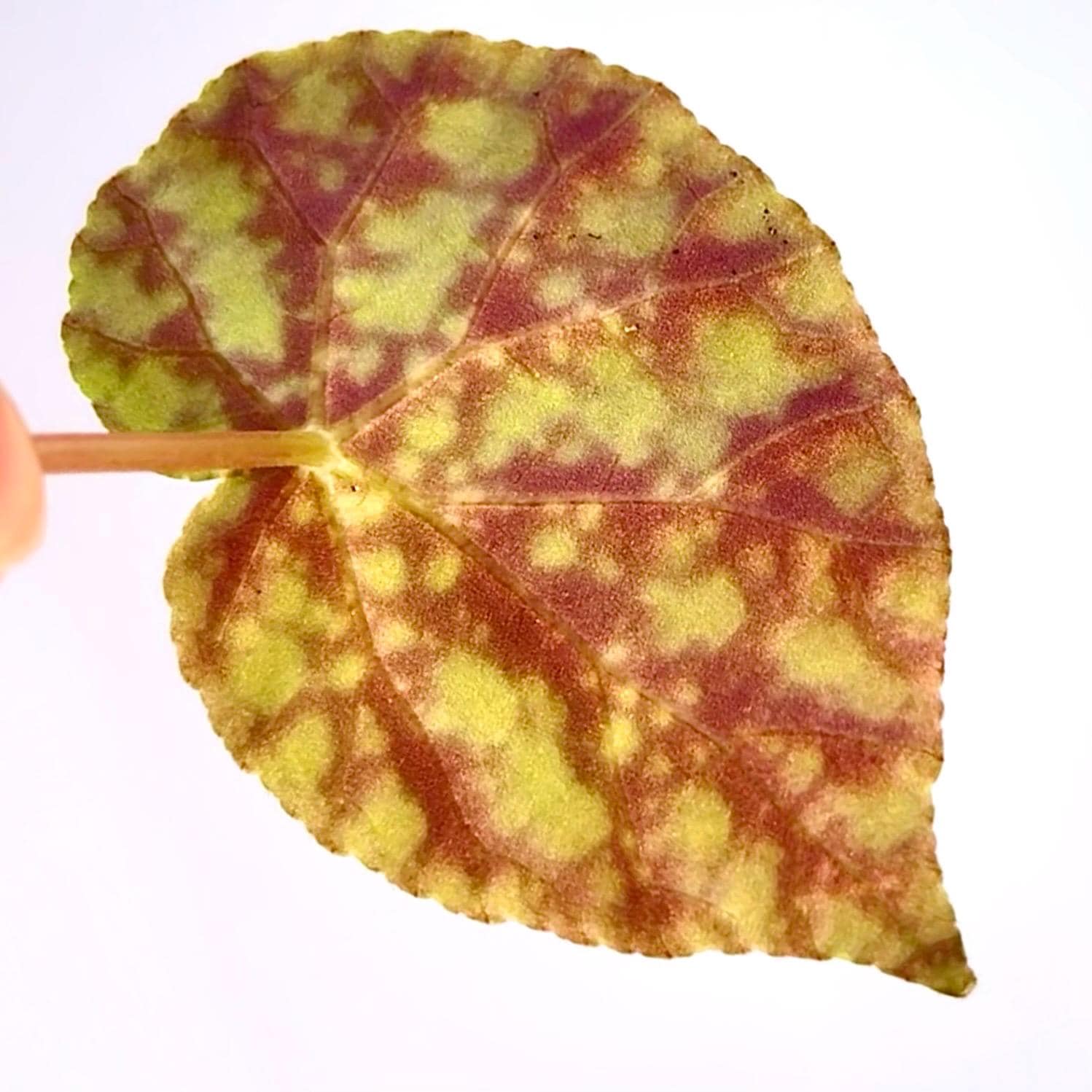 LEAF CUTTING Begonia Botanicaz 36 ‘Moonlight’ (Can acclimate to house conditions)