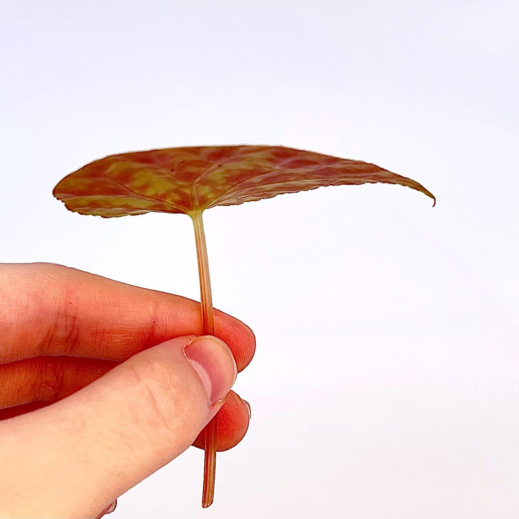 LEAF CUTTING Begonia Botanicaz 36 ‘Moonlight’ (Can acclimate to house conditions)