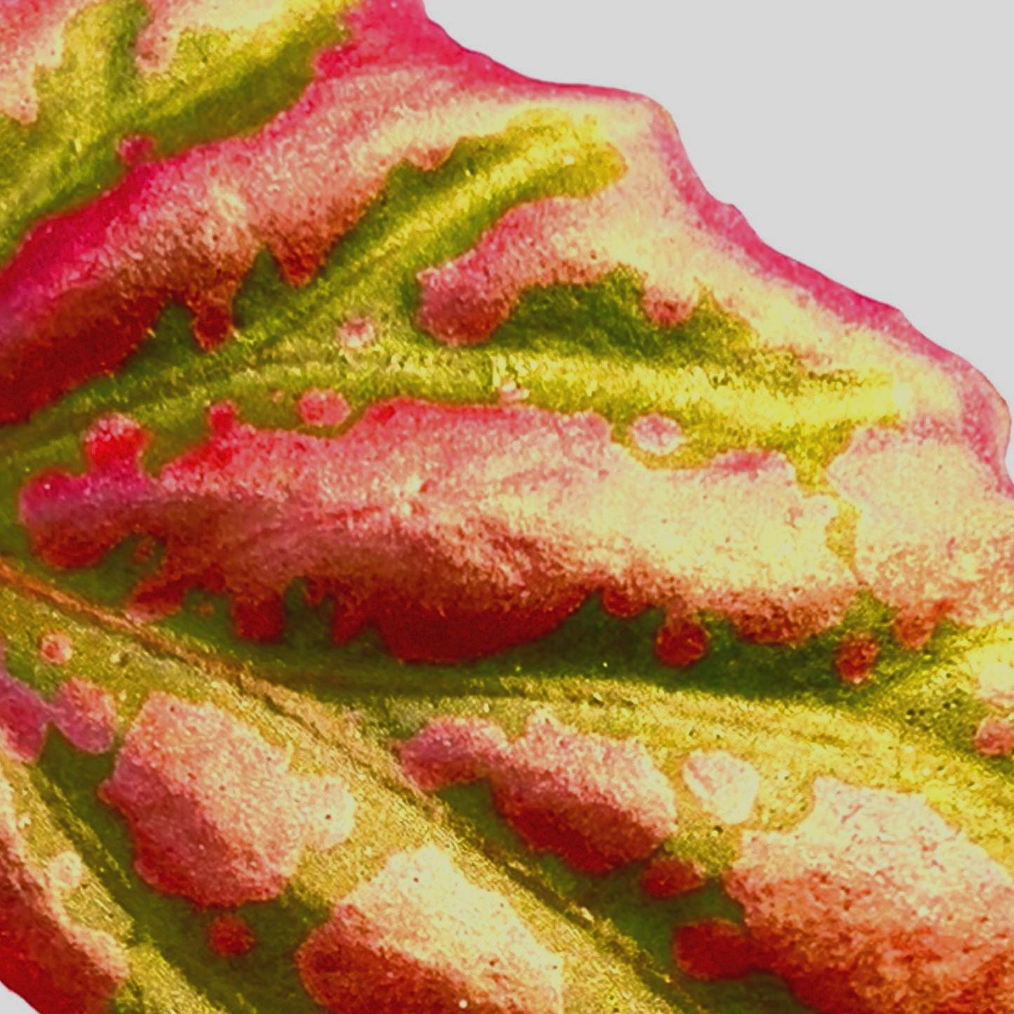 LEAF CUTTING Begonia Botanicaz 100