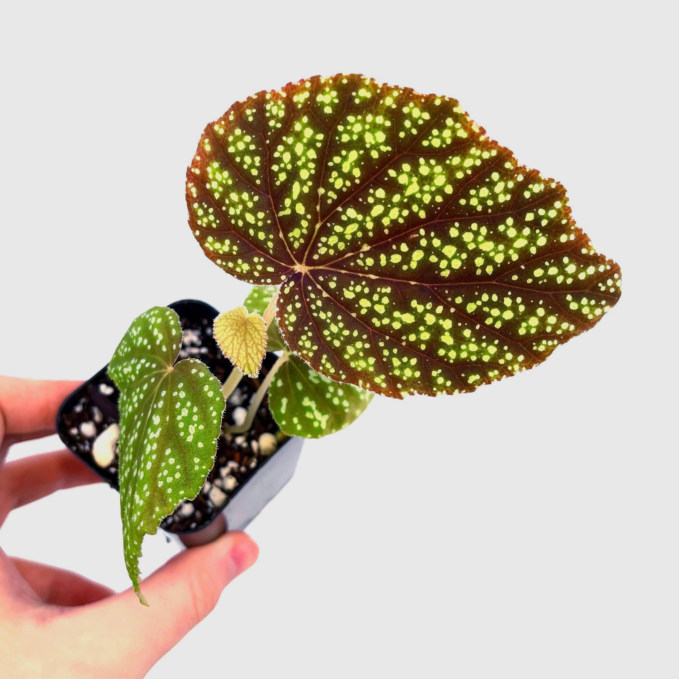 READY SOON Begonia Botanicaz 135