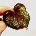 LEAF CUTTING Begonia Botanicaz 51 (Can acclimate to house conditions) (Fragrant Blooms)