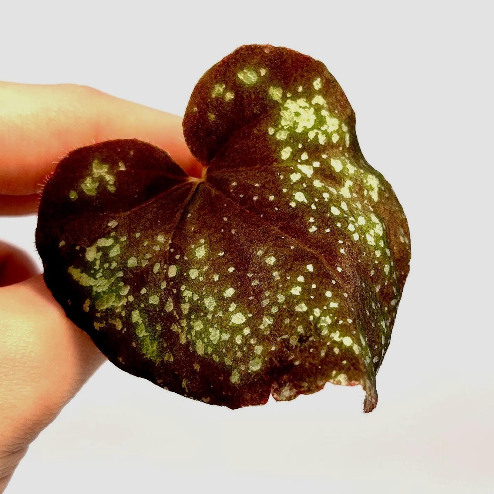 LEAF CUTTING Begonia Botanicaz 51 (Can acclimate to house conditions) (Fragrant Blooms)