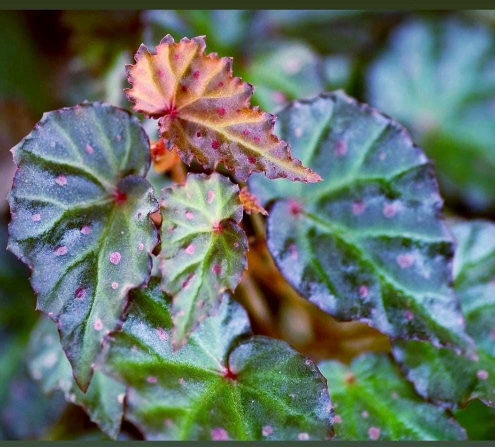 Begonia Botanicaz 16