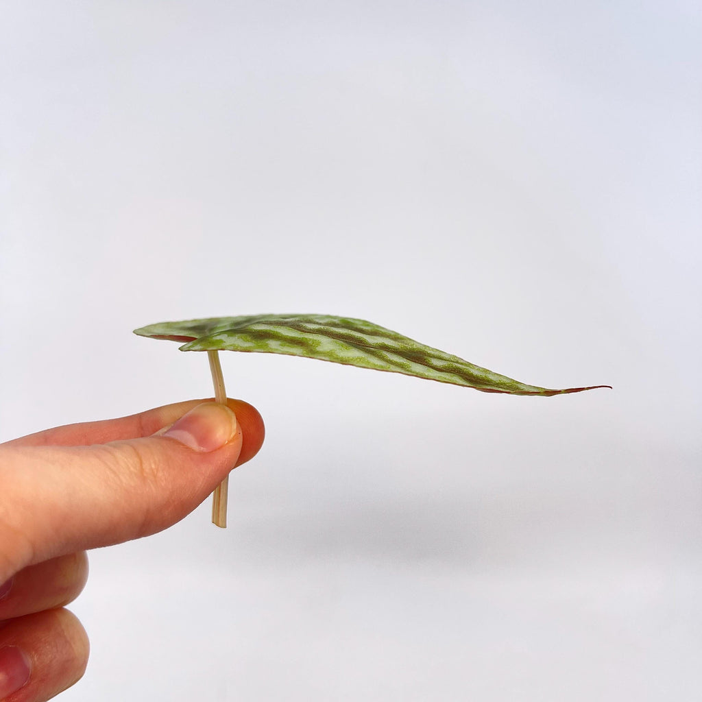 CUTTING Begonia Botanicaz 96 V.8 (Can acclimate to house conditions)
