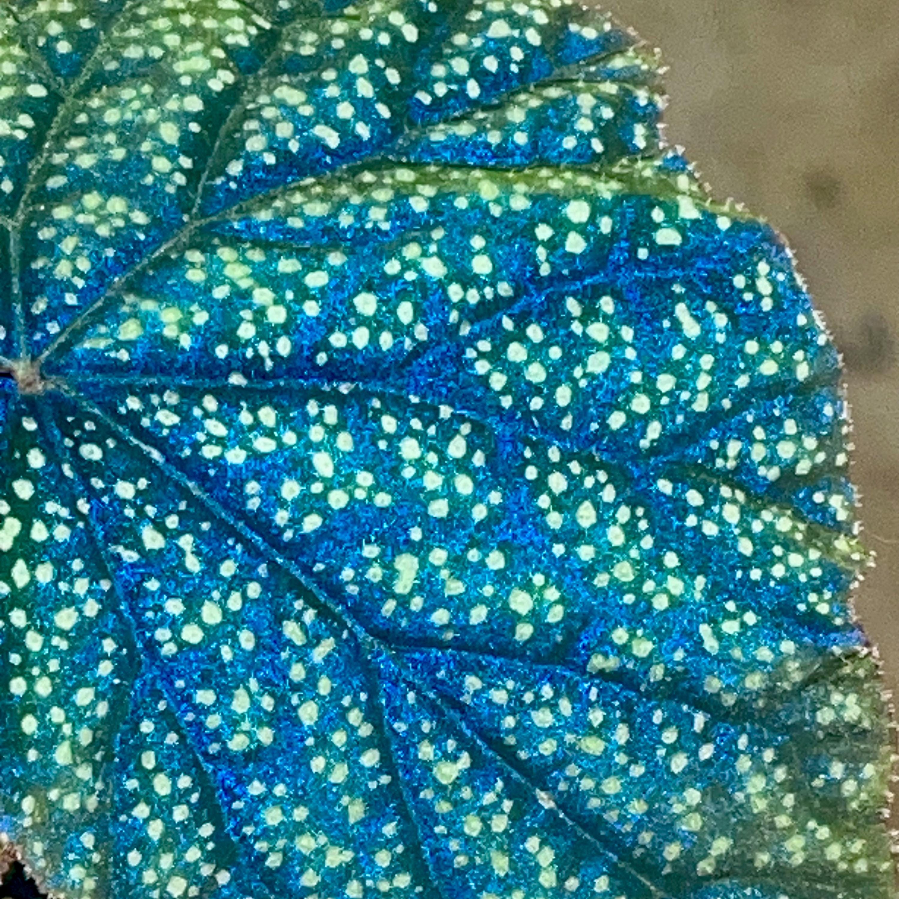 READY SOON Begonia Botanicaz 135