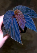 Begonia Botanicaz 120 V.1