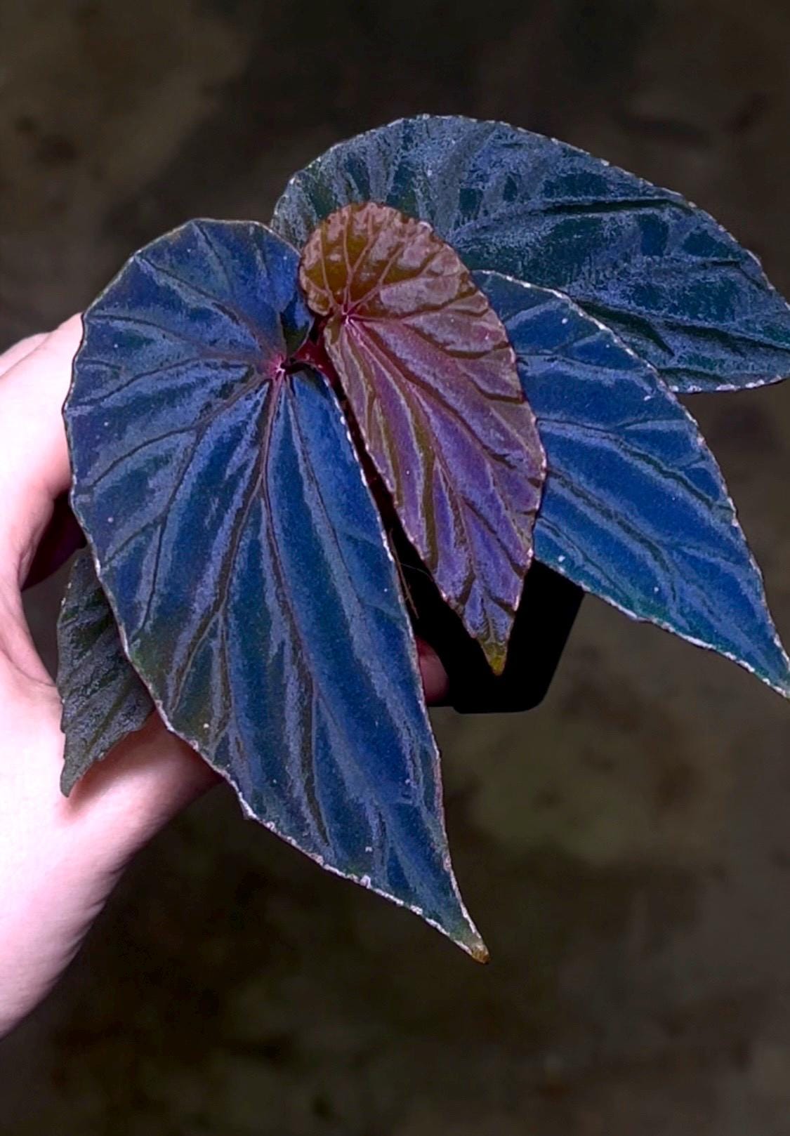 Begonia Botanicaz 120 V.1